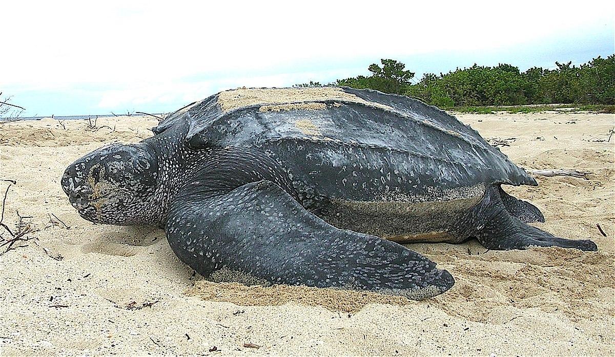 Leatherback sea turtle - Wikipedia