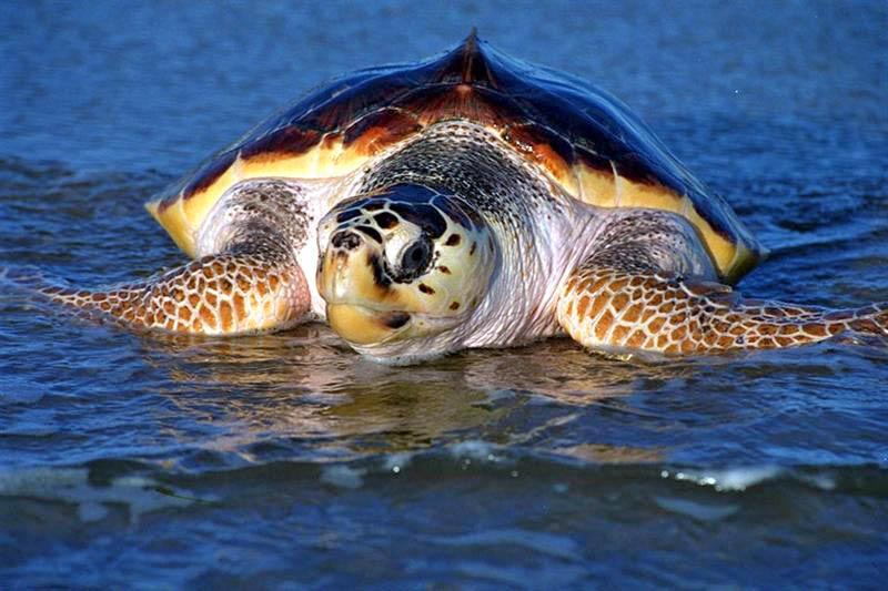 Loggerhead Sea Turtle -