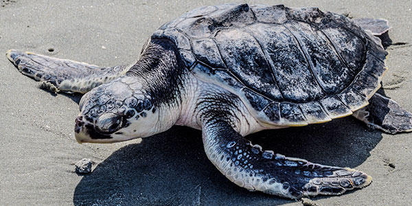 Kemp's Ridley Sea Turtle | National Wildlife Federation