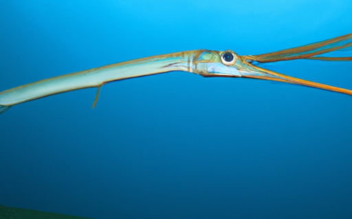 trumpet fish